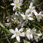 star of Bethleem étoile de Bethléem