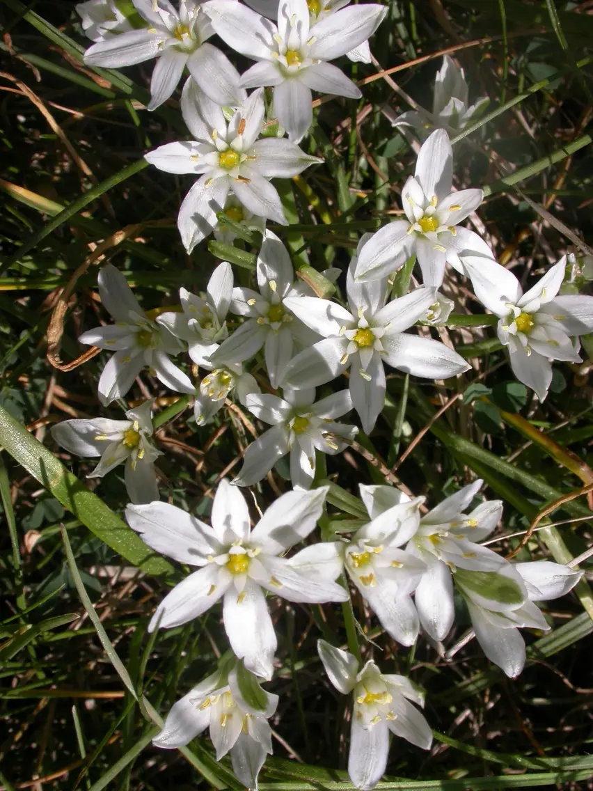 star of Bethleem étoile de Bethléem