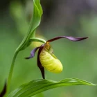 sabot de Vénus