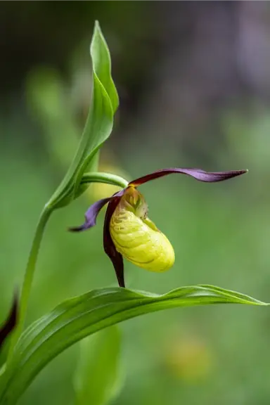 sabot de Vénus