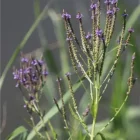 verveine ou vervain