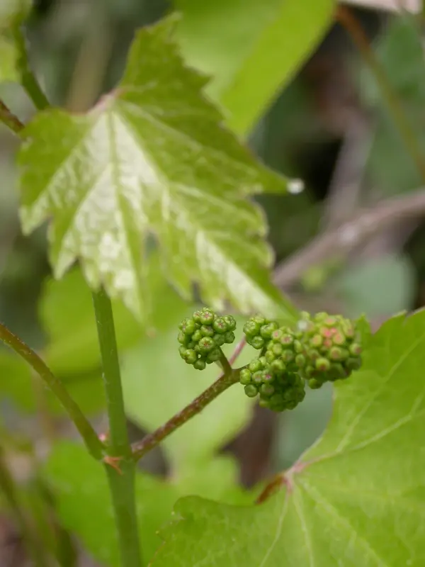 vigne vine