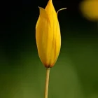 tulipe sauvage