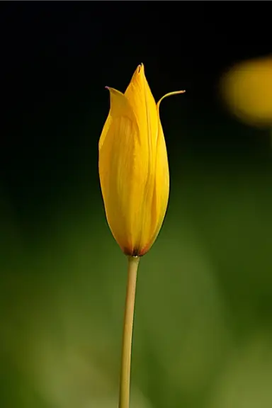 tulipe sauvage