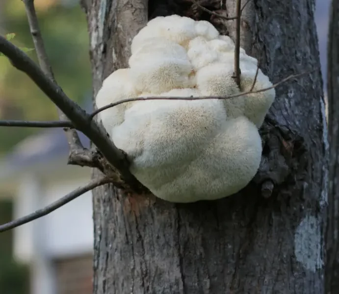 champignon hericium