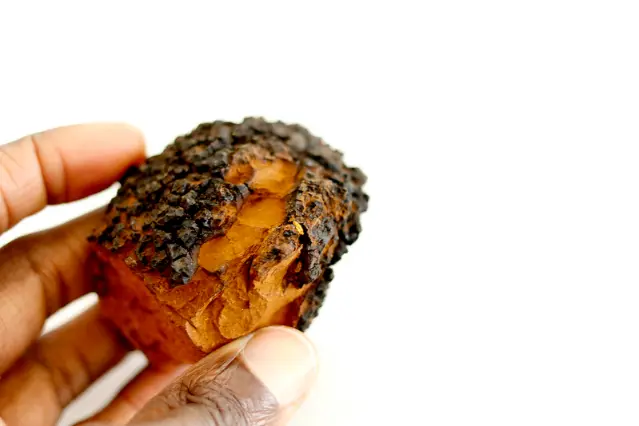 le chaga super antioxydant