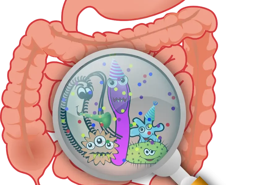 digestion