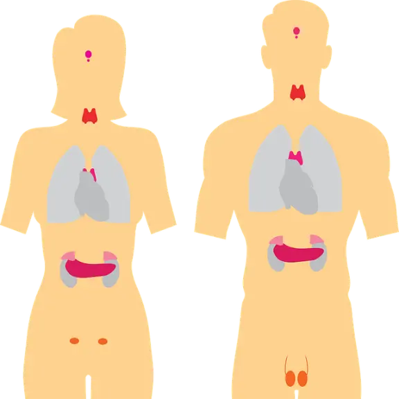 réguler la thyroïde