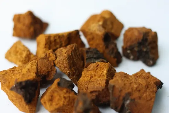 le chaga