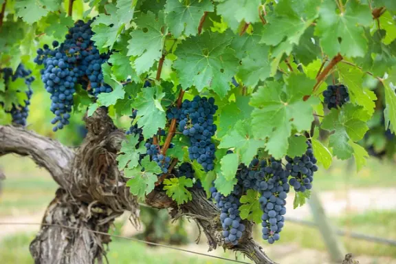 la vigne rouge
