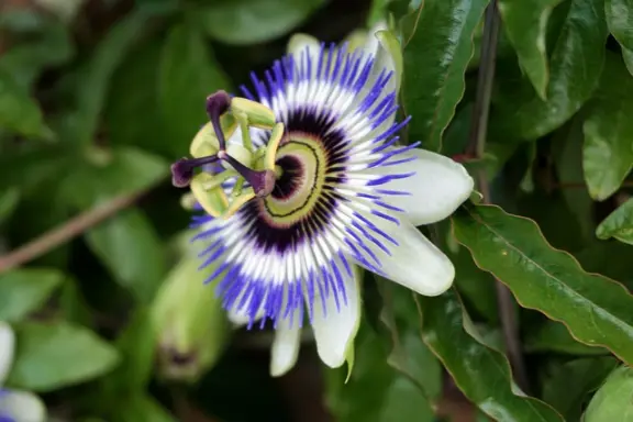 passiflore