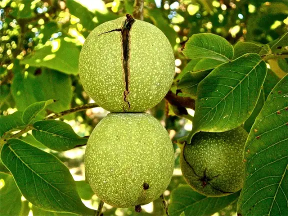 le noyer et la noix