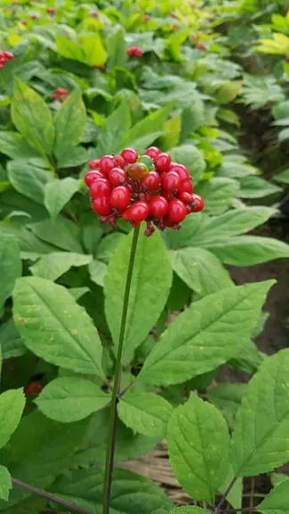 le ginseng