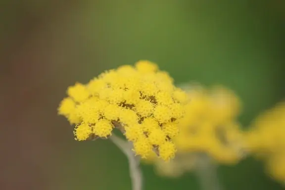 immortelle ou hélichryse italienne