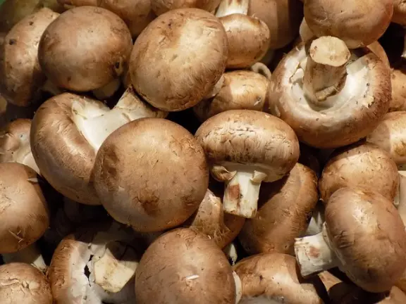 le champignon de paris
