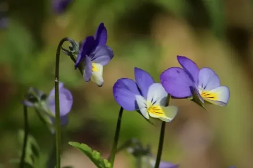 La pensée sauvage 1 la pensée sauvage