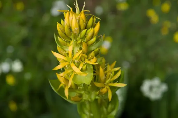 la gentiane jaune, plante médicinale
