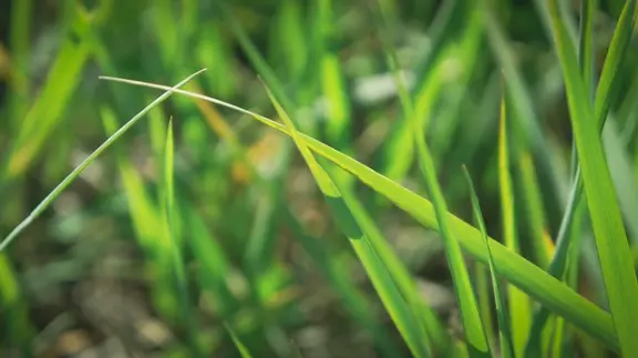 le chiendent, plante diurétique