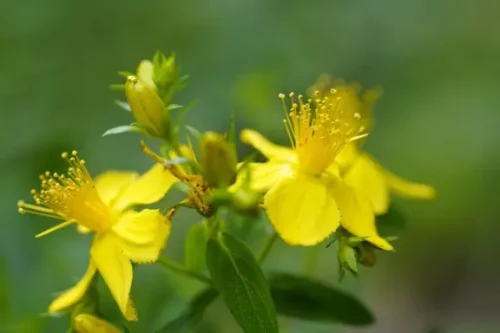 le millepertuis perforé, plante médicinale