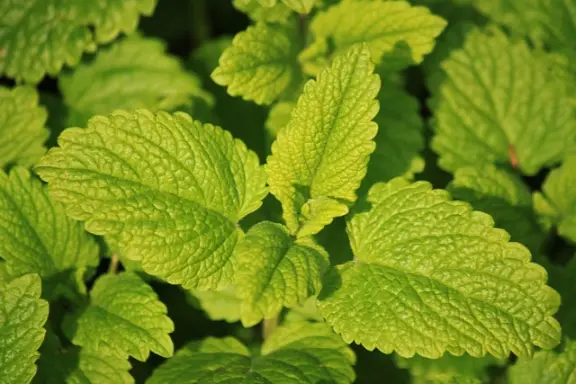 la mélisse officinale