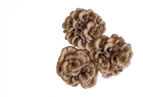 Le maitake 1 le maitake ou grifola frondosa