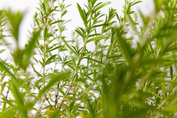 la sarriette, une plante médicinale