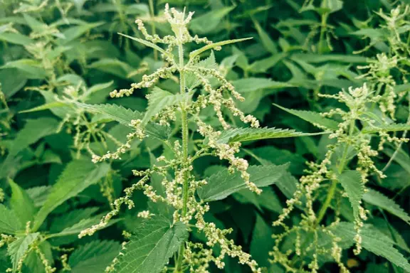 10 plantes médicinales majeures